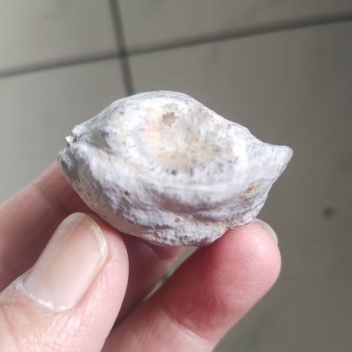 Kemiri Adu Jayanti Milenial Urgen Petot Penyok Tua Jatuhan