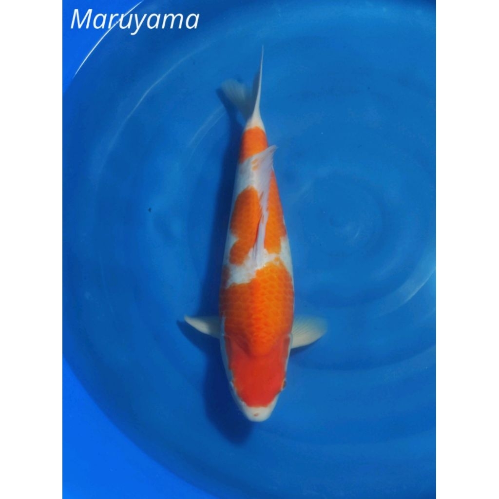 Ikan Koi Kohaku Maruyama 55BU Sertifikat Breeder Import Jepang