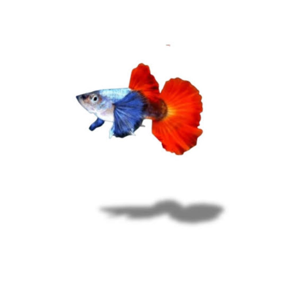 Guppy Platinum Red Tail