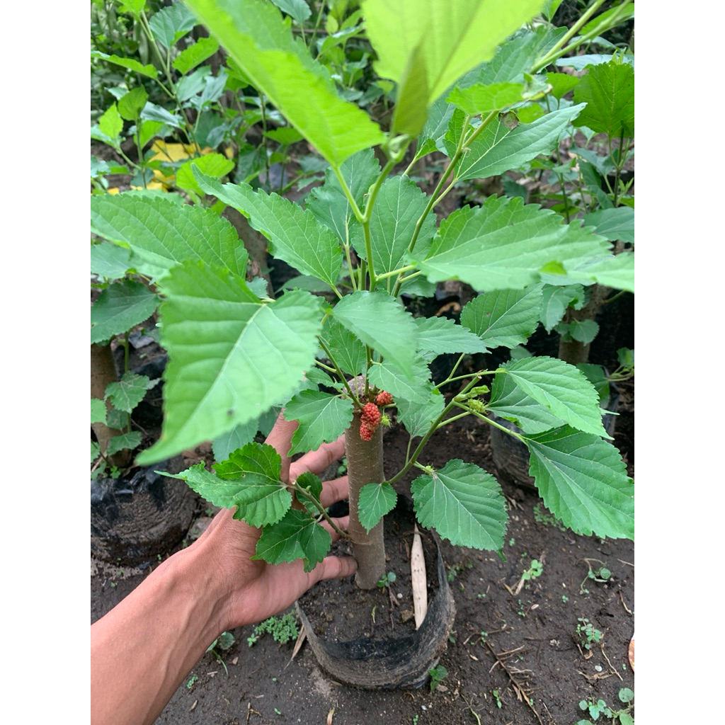 Bahan bonsai murbei batang besar foto real yang dikirim