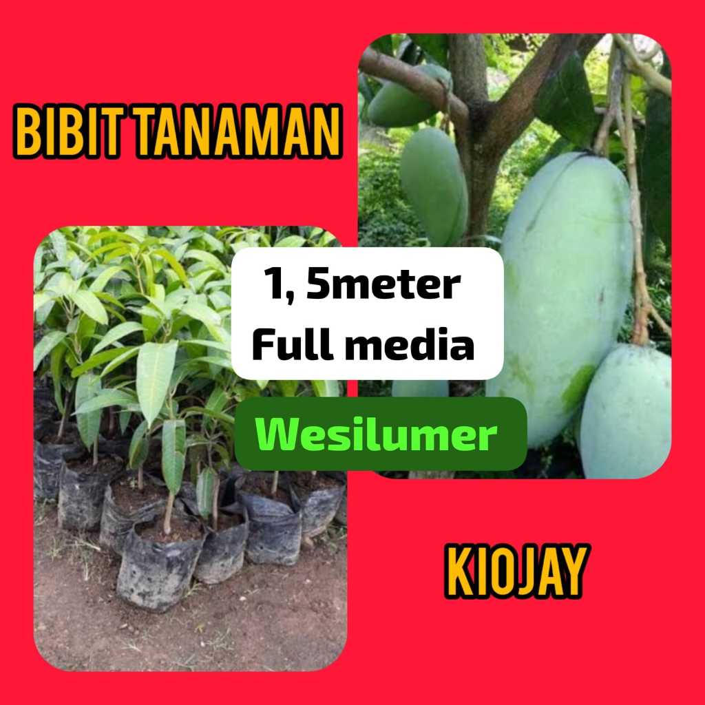 Bibit mangga Kiojay 1.5 Meter