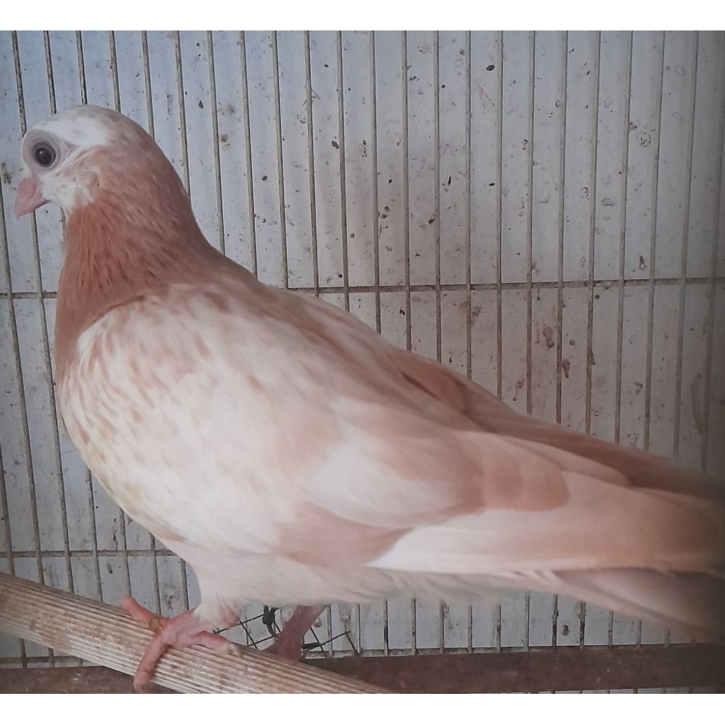 BURUNG MERPATI HIAS WINA sesuai foto/video satuan