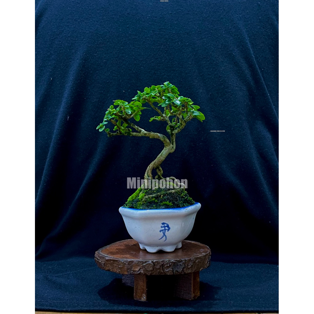 Bonsai mini sancang