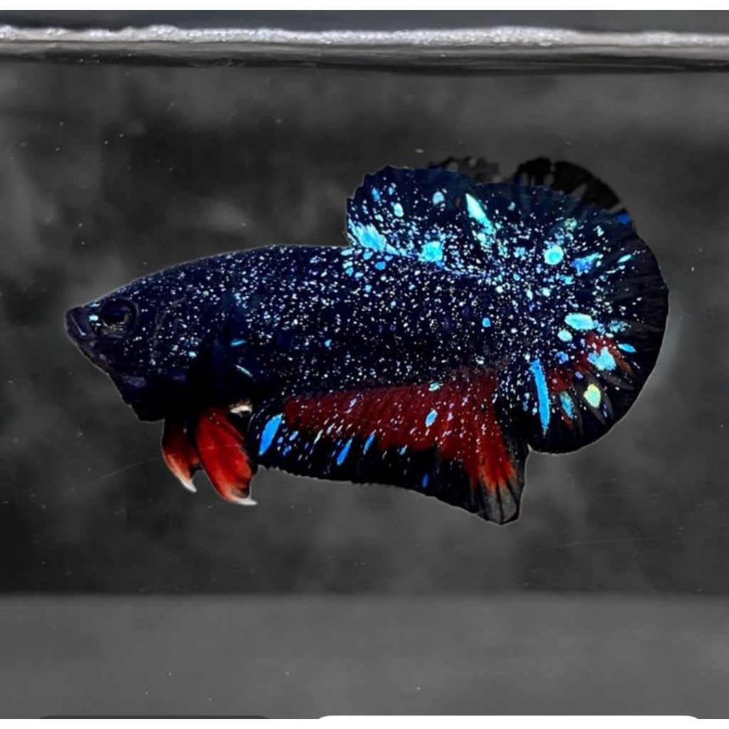 avatar copper jantan & AVATAR GORDON .male avatar copper .ikan cupang avatar serbuk pasir male halus