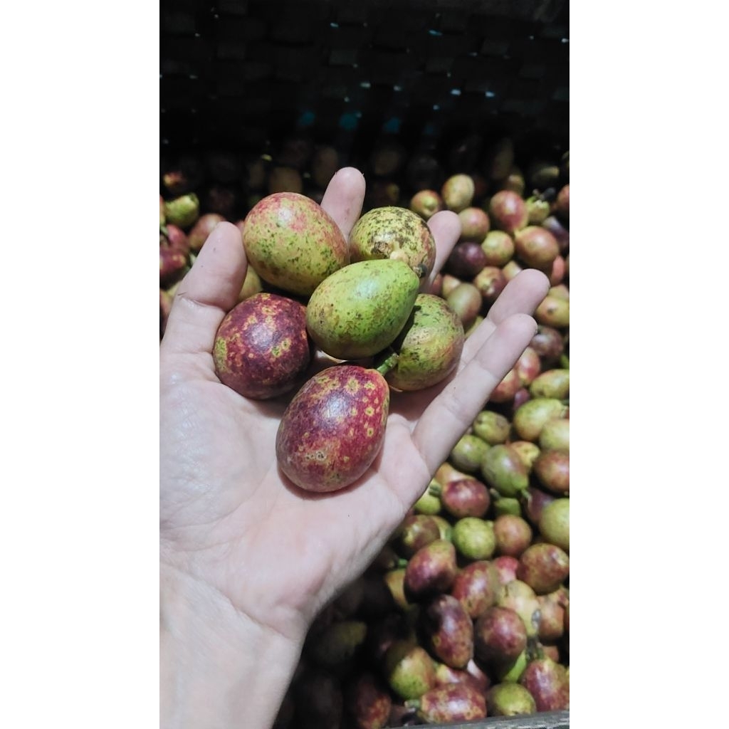 Buah Matoa Merah Kuning Hijau Manis 1kg