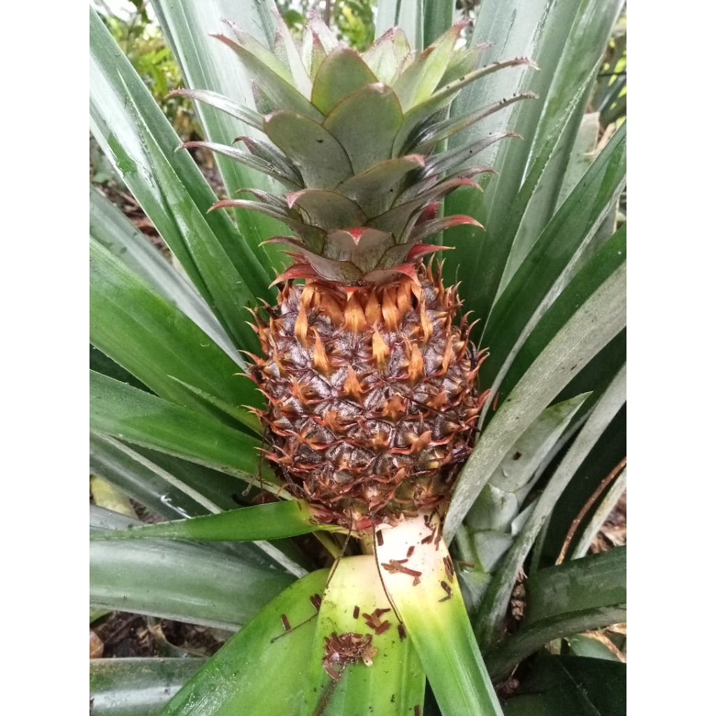 Buah Nanas Muda Petik Langsung Obat herbal Privasi