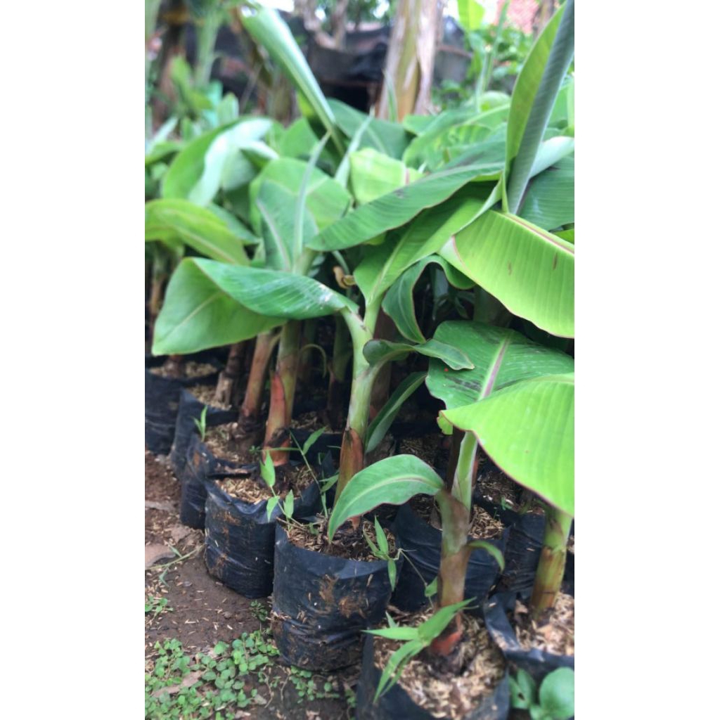 Bibit Pisang Tanduk Jumbo