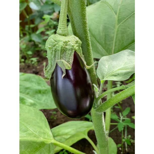 GARANSI - Bibit Terong Bulat Ungu