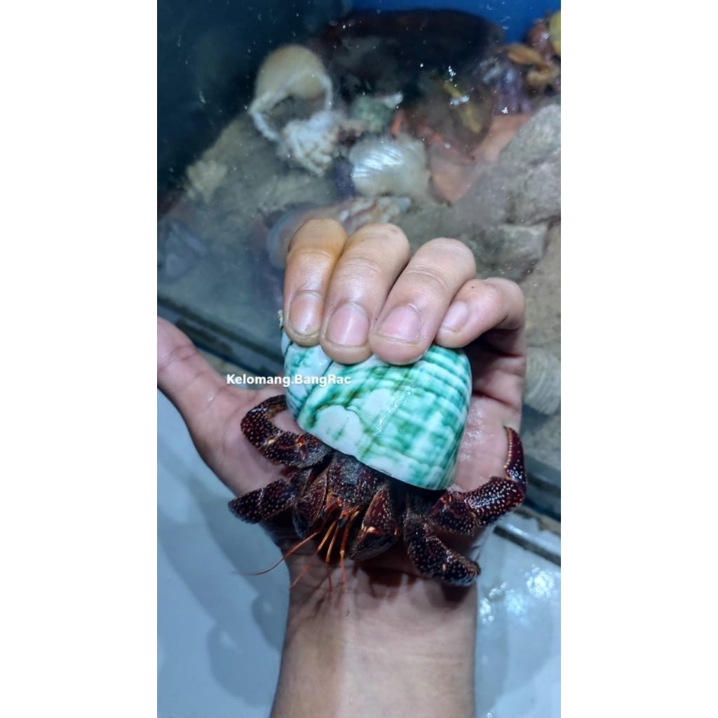 Mainan Edukasi Anak Kelomang Dark Perlatus Size XL+ | Dark Perlatus | Kelomang Jumbo | Edukasi Anak 