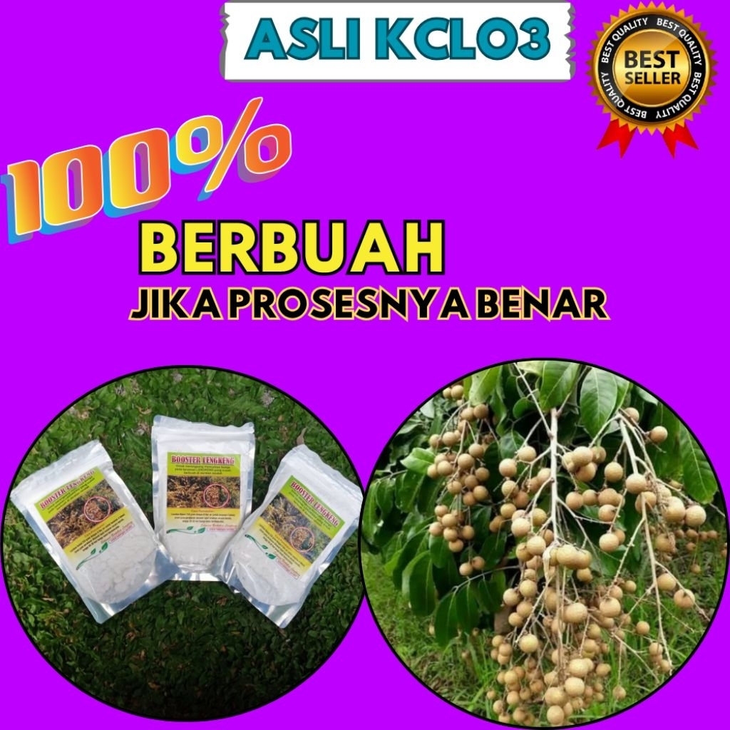 Pupuk Kelengkeng Cepat Berbuah, Pupuk Kelengkeng Kclo3, Pupuk Kelengkeng Merah
