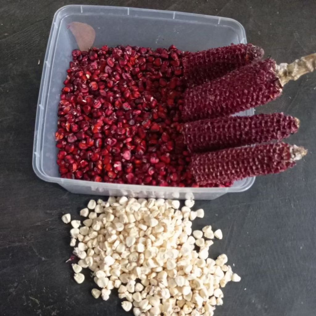 saya petani, jual Benih jagung pulut ketan hitam murah F1, Langsung ke pembeli. semoga lancar