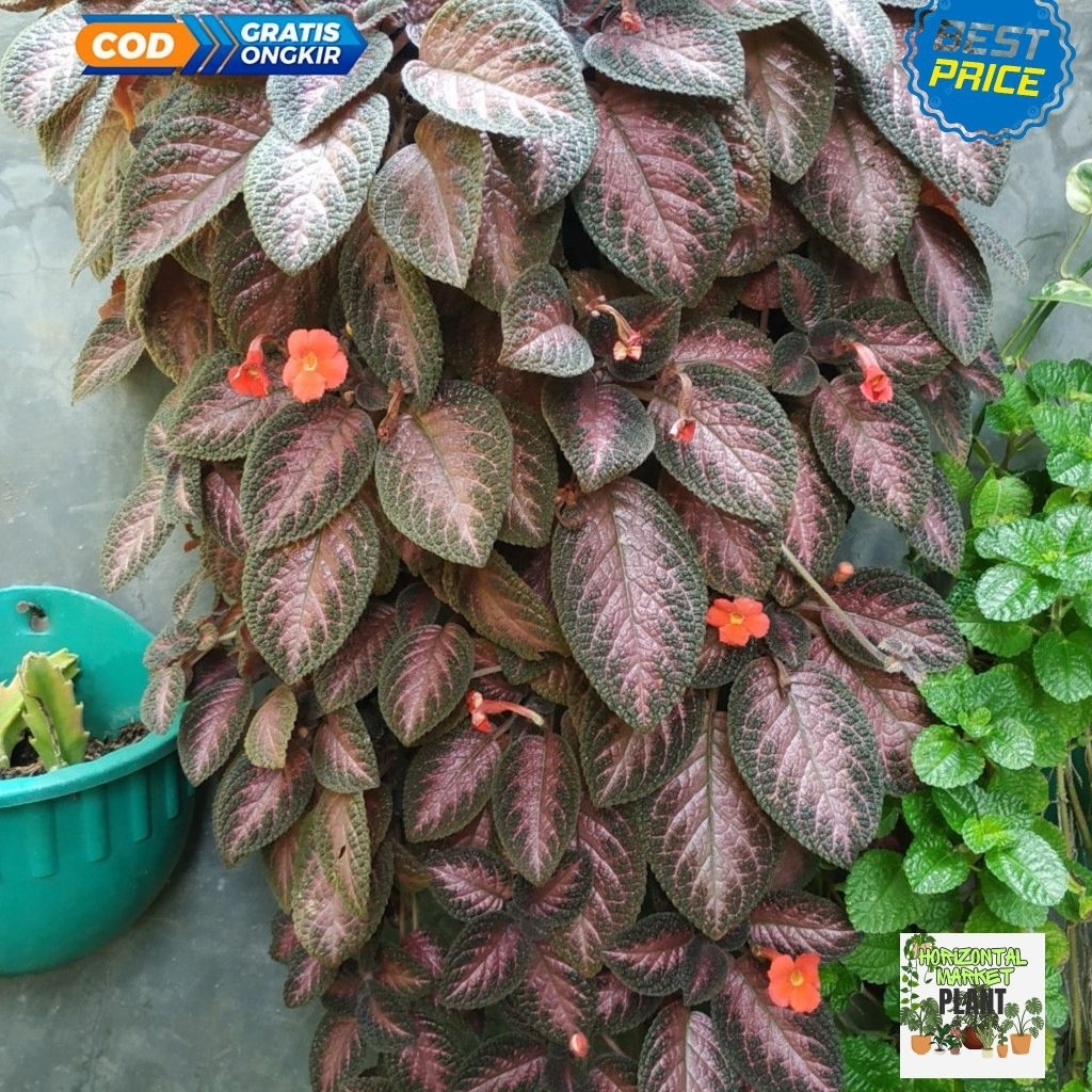 Tanaman bunga episcia pink - bunga episcia pink