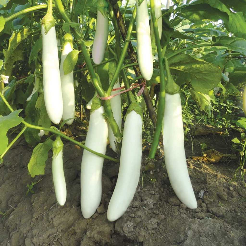 GARANSI - Bibit Terong Putih Panjang