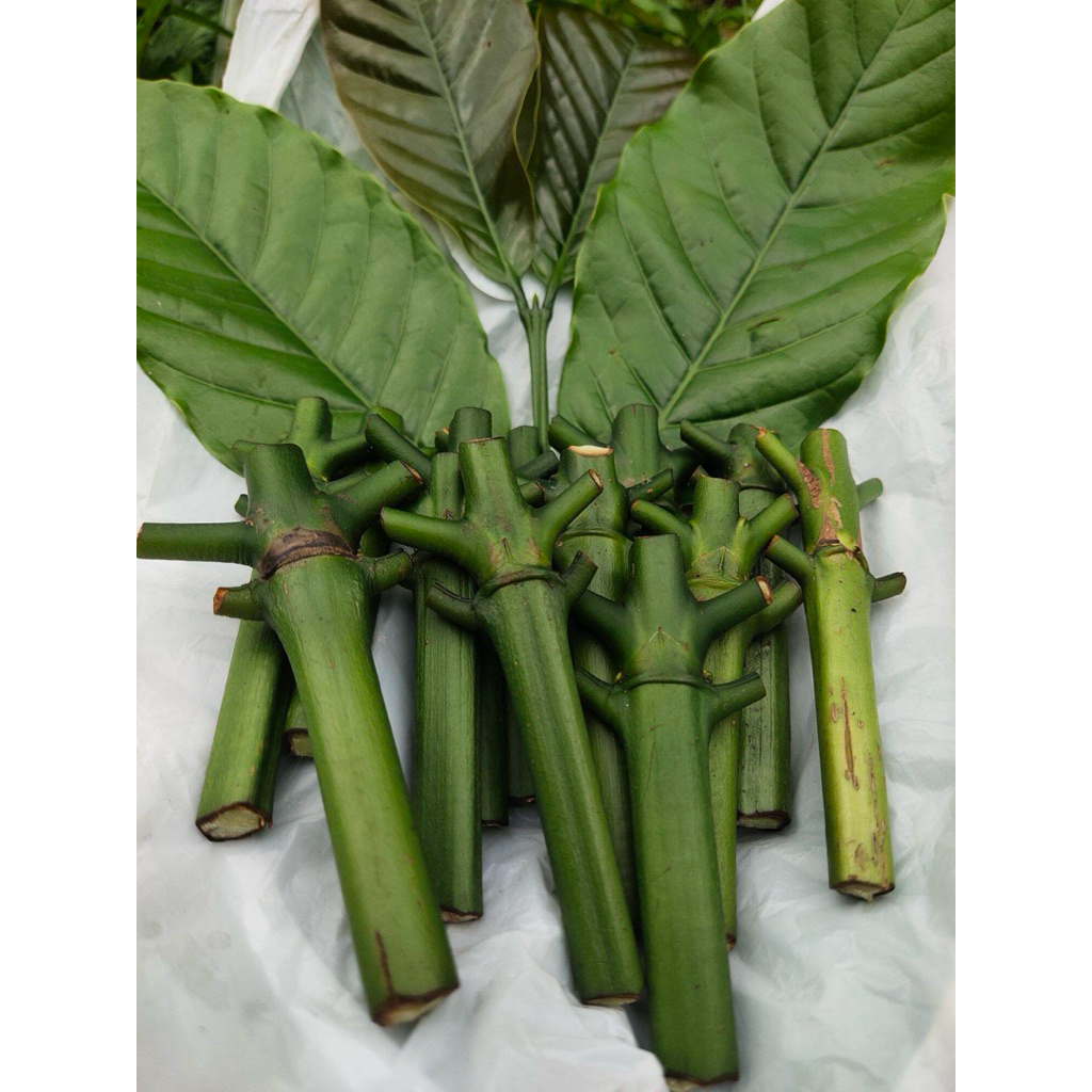 [PERBATANG] Entres Kopi Raja Klon Bagio Arsyad Grade A+ Super Unggul Siap Stek