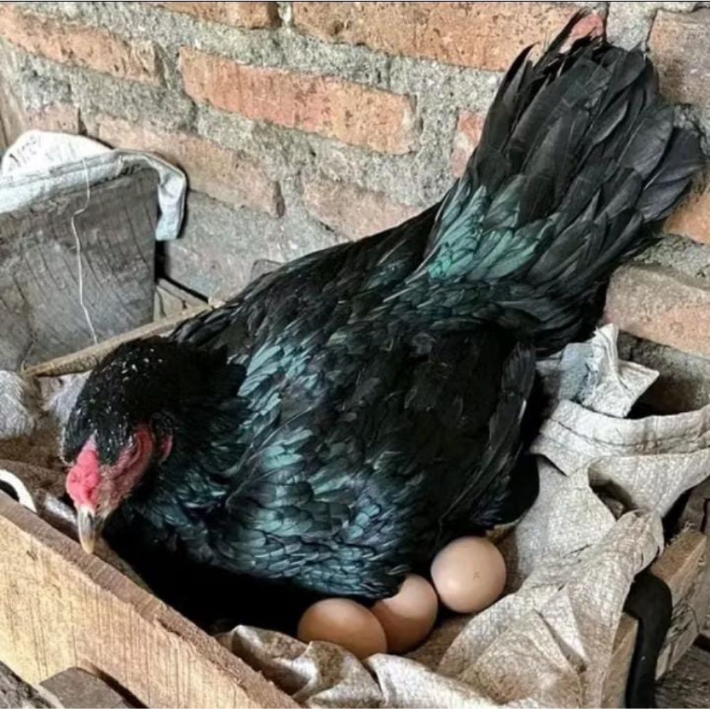 Telur fertil ayam pakhoy untuk ditetaskan