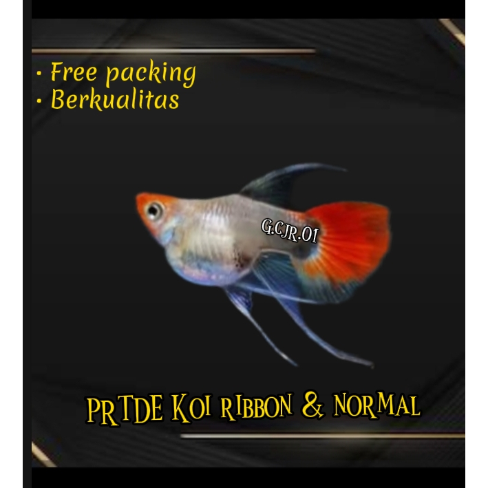 Soliter Background PRTDE koi ribbon & normal