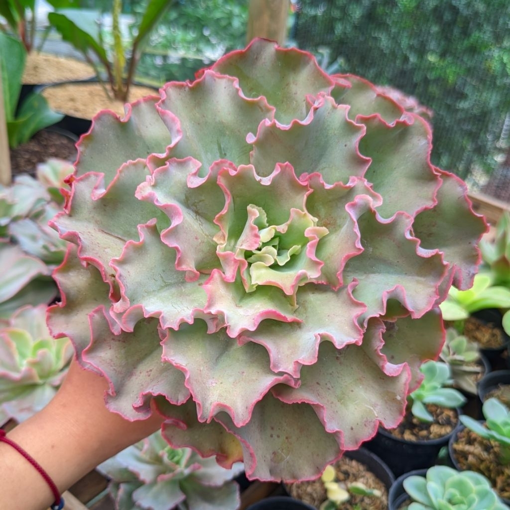 Kaktus Sukulen Curly Jumbo