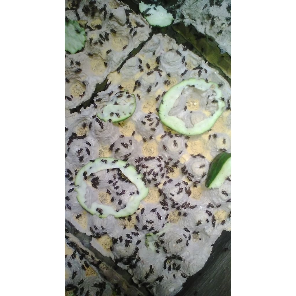 100gram telur jangkrik kalung/ Genggong bergaransi