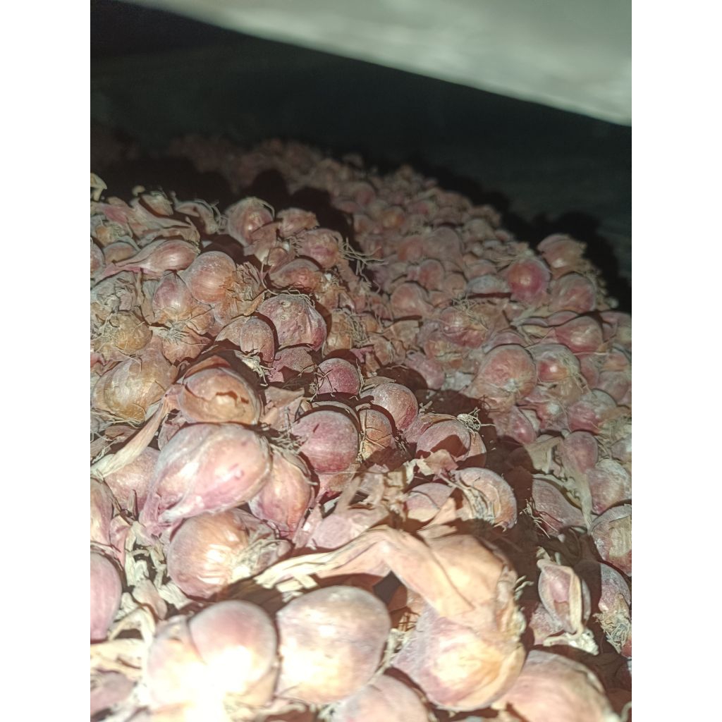 Bibit bawang merah tanjuk  1kg siap tanam