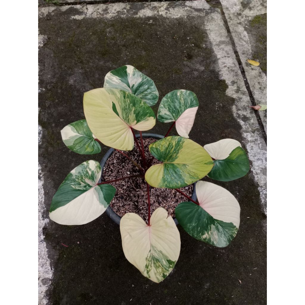 Tanaman homalomena rubescens variegata pink peach