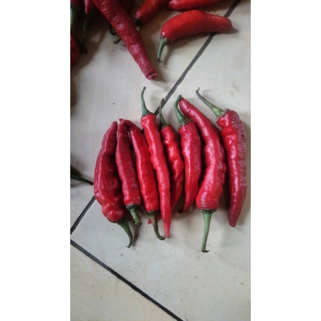 cabe merah tanjung