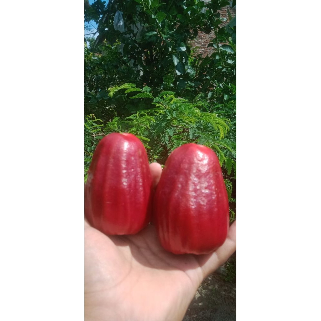 CANGKOK JAMBU GELAS MERAH