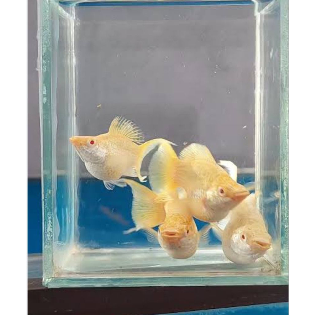 molly albino softgold cawang | mata merah