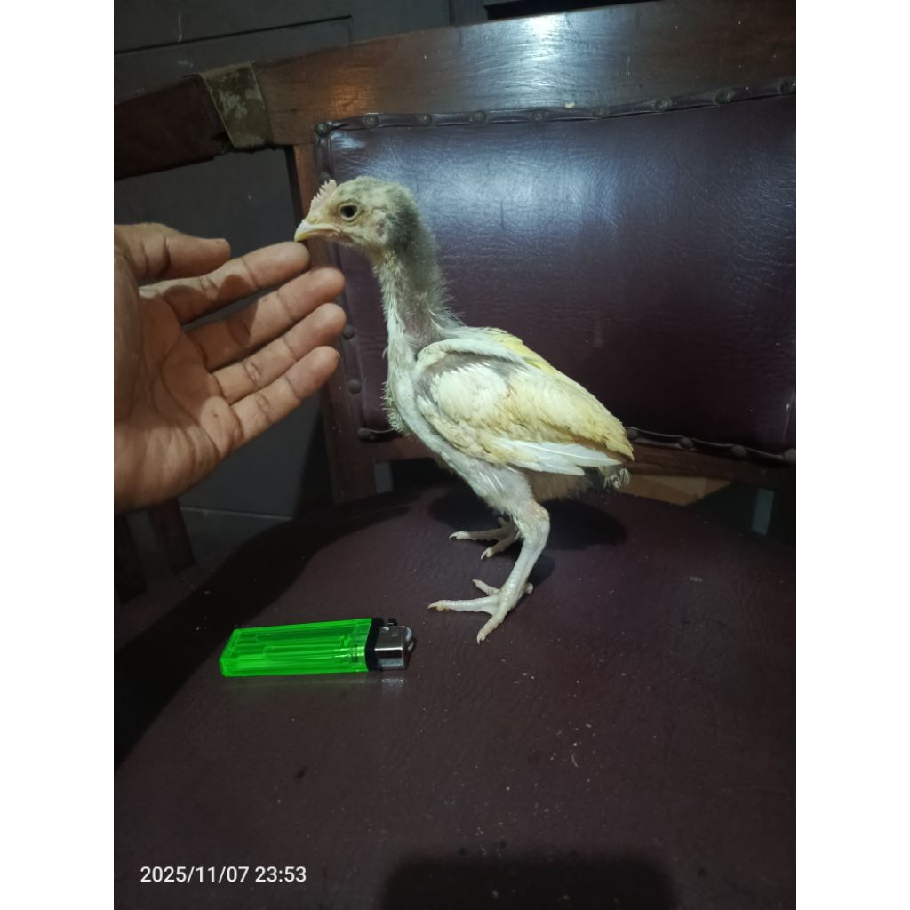 anakan ayam pelung putih