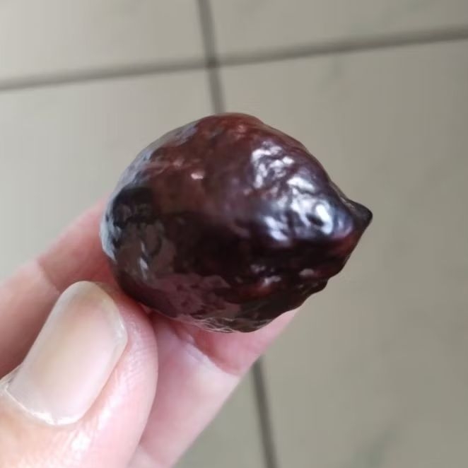 Kemiri Adu Muncang Adu Anak MD Mayit Dedi Matang