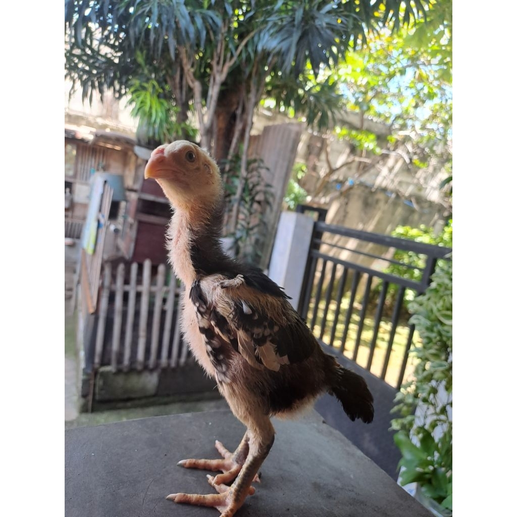 ayam bangkok anak |pakhoy|plucker