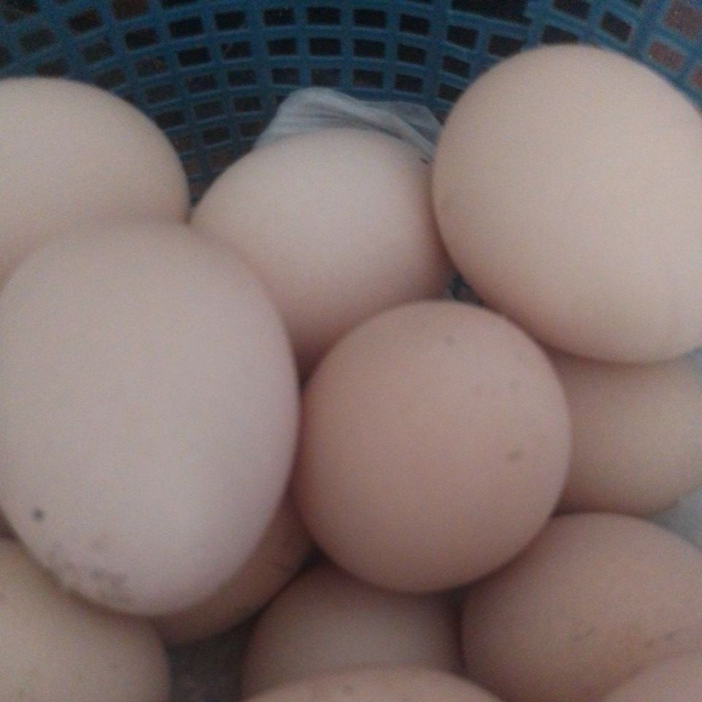 Telur shamo eropa ori Fertil