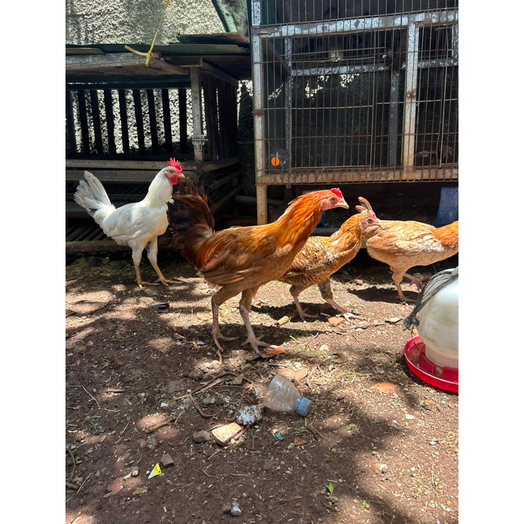 PulletAyam Petelur Elba