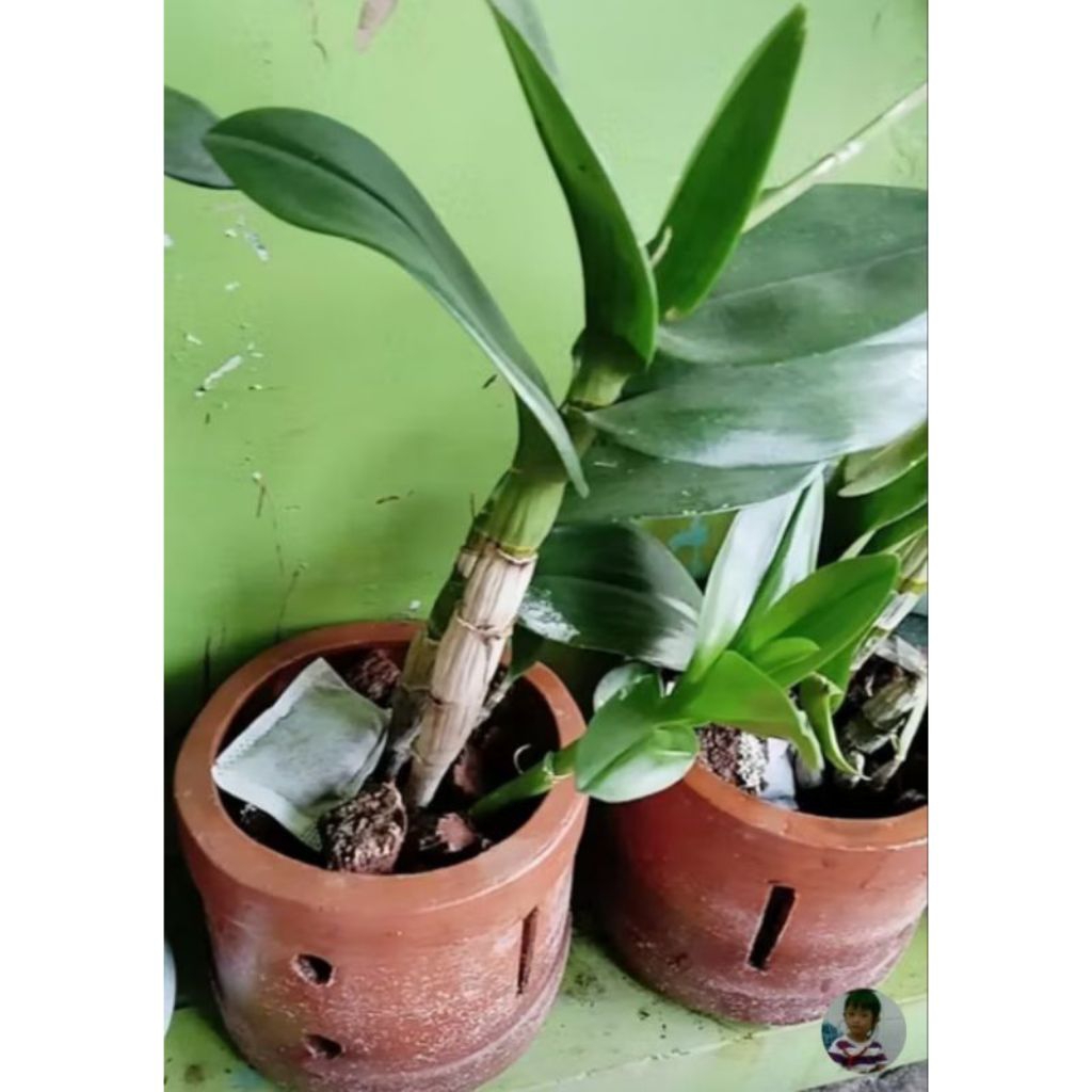 Pupuk Kohe Kelelawar Hemat