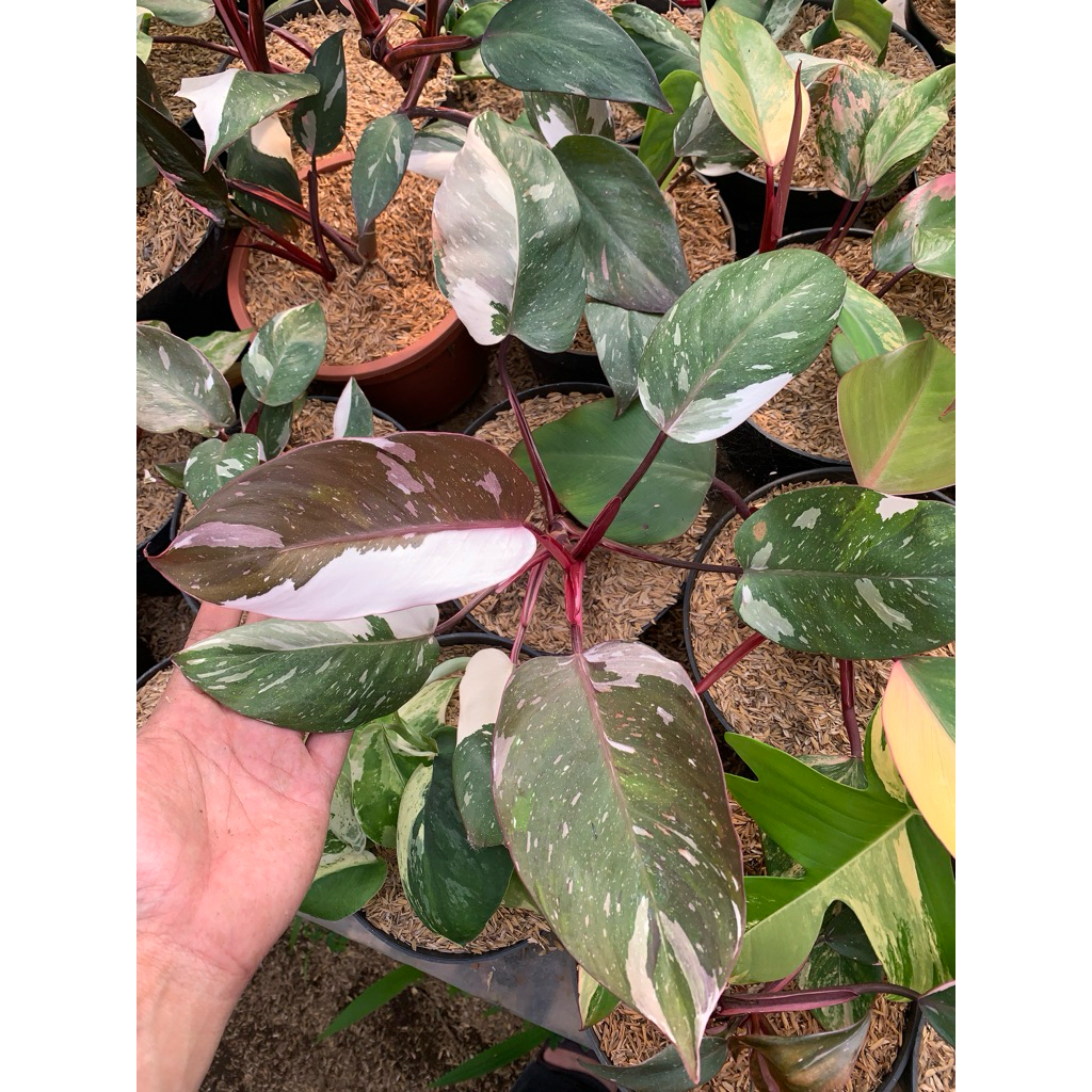 philodendron anderson