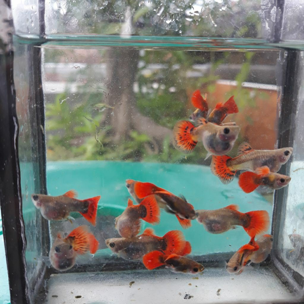 boneka guppy Red tail short body glass belly