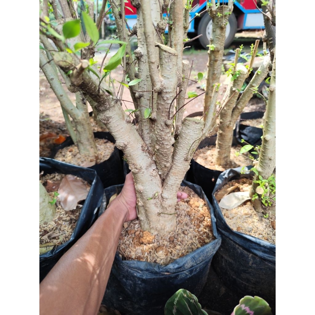 bahan bonsai anting putri besar