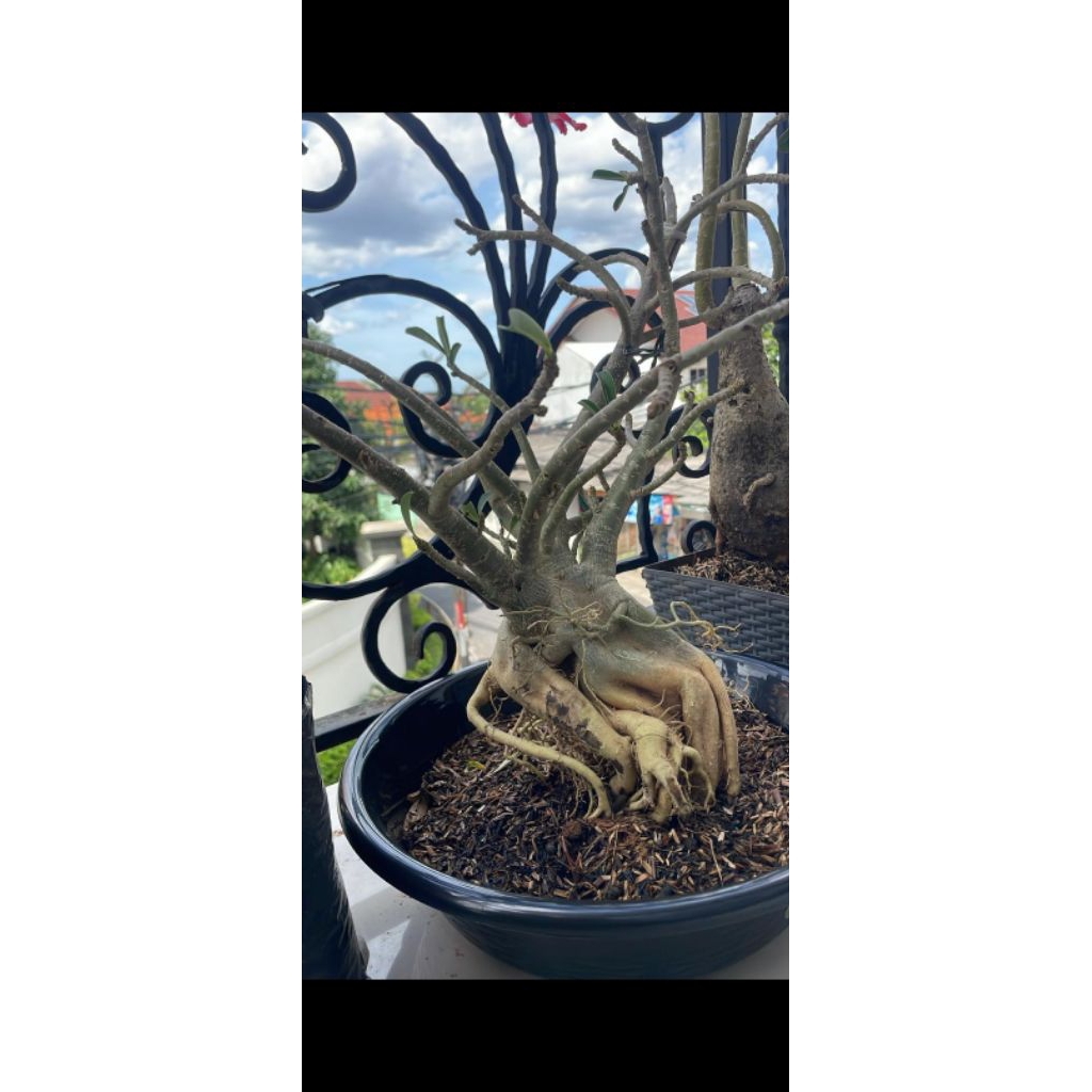Murah Adenium bonggol besar