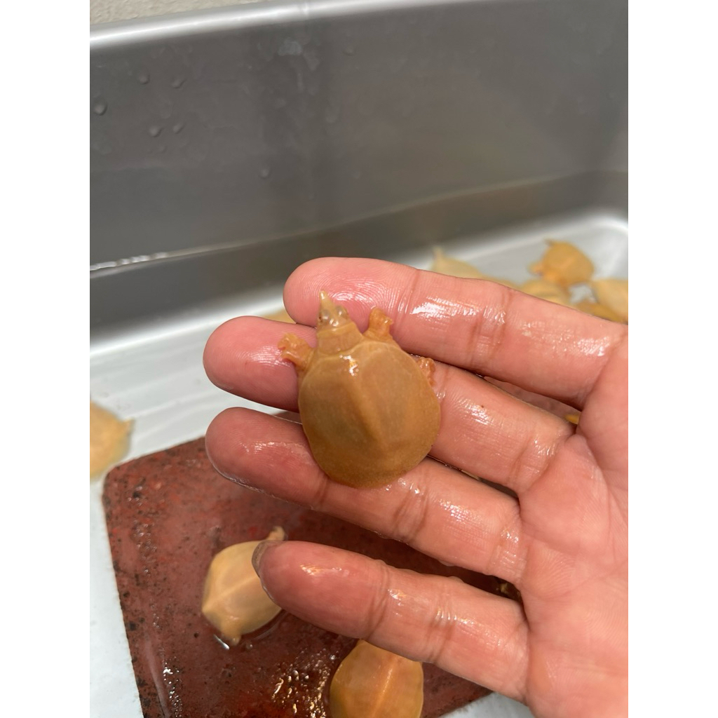 Bulus Albino, Labi Albino