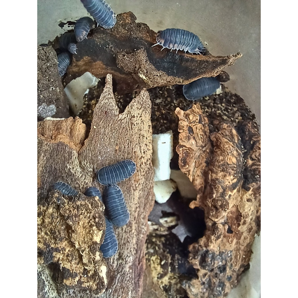 Isopoda Cubaris Sp Happy Nun