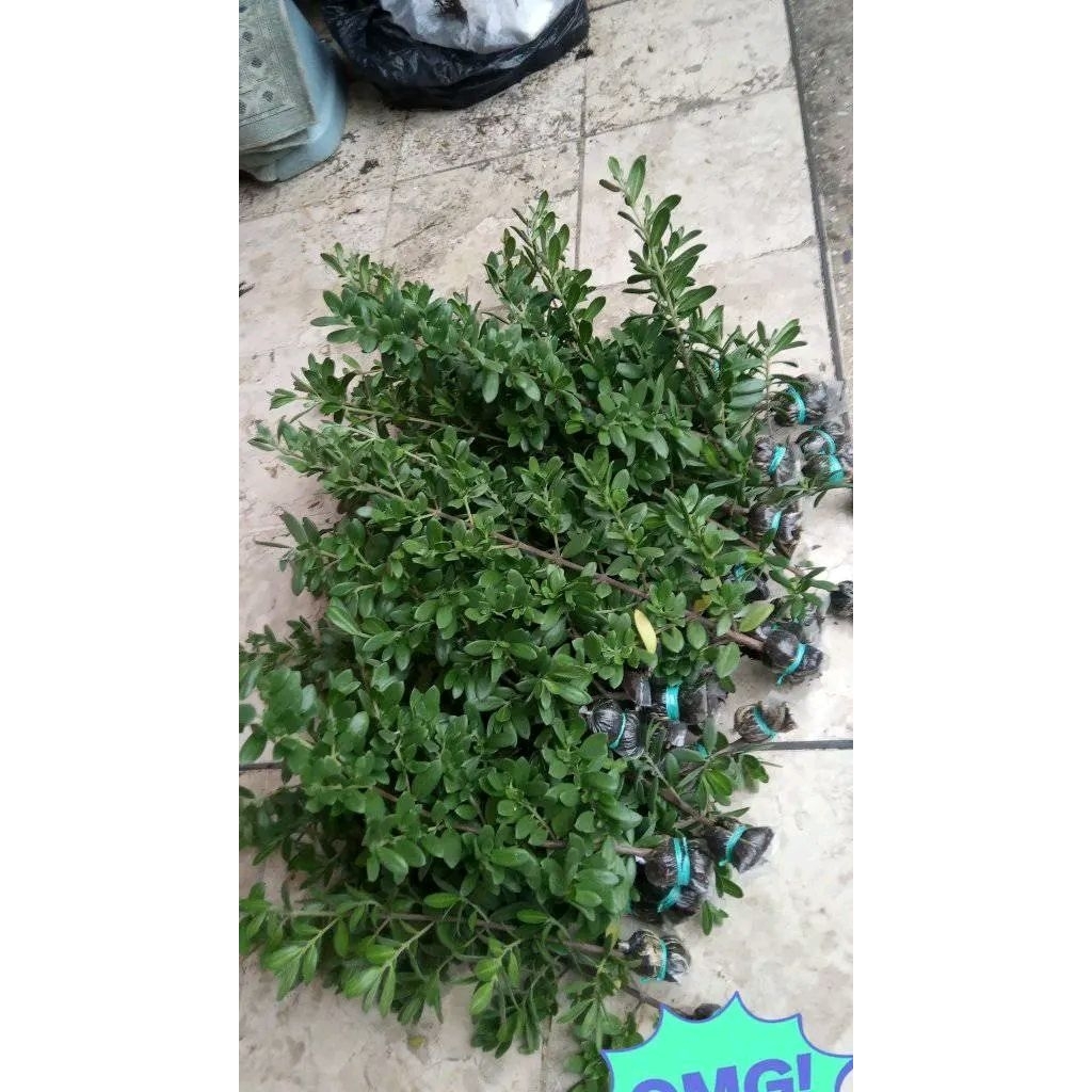 Bahan Bonsai Santigi Karang (Turun Cangkok)