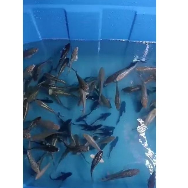 ikan koi 15-20cm, sowa, siro, benigoi, cagoi, karasu