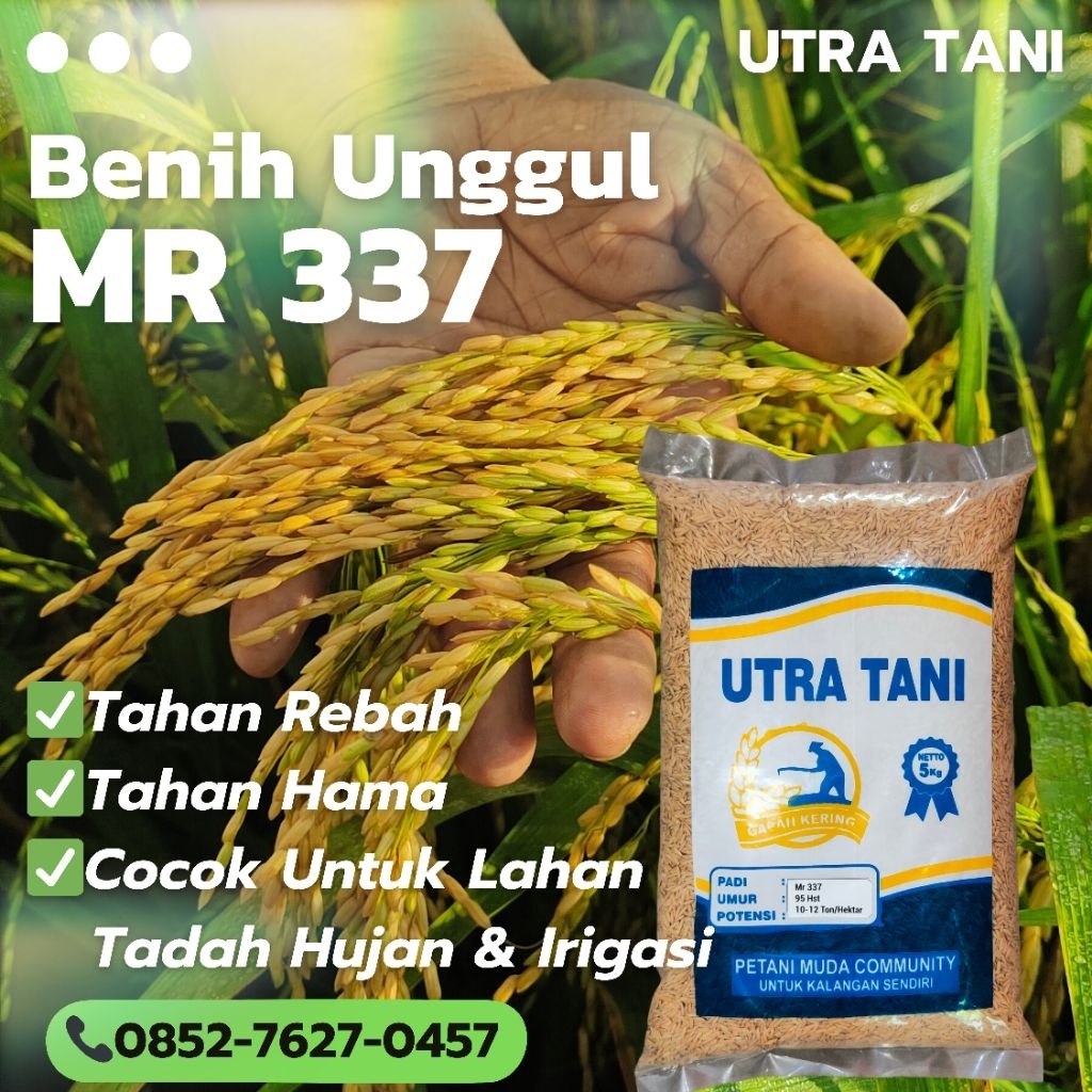 Benih padi unggul MR 337 5Kg UTRA TANI bibit Mr337 Mr-337 5kg