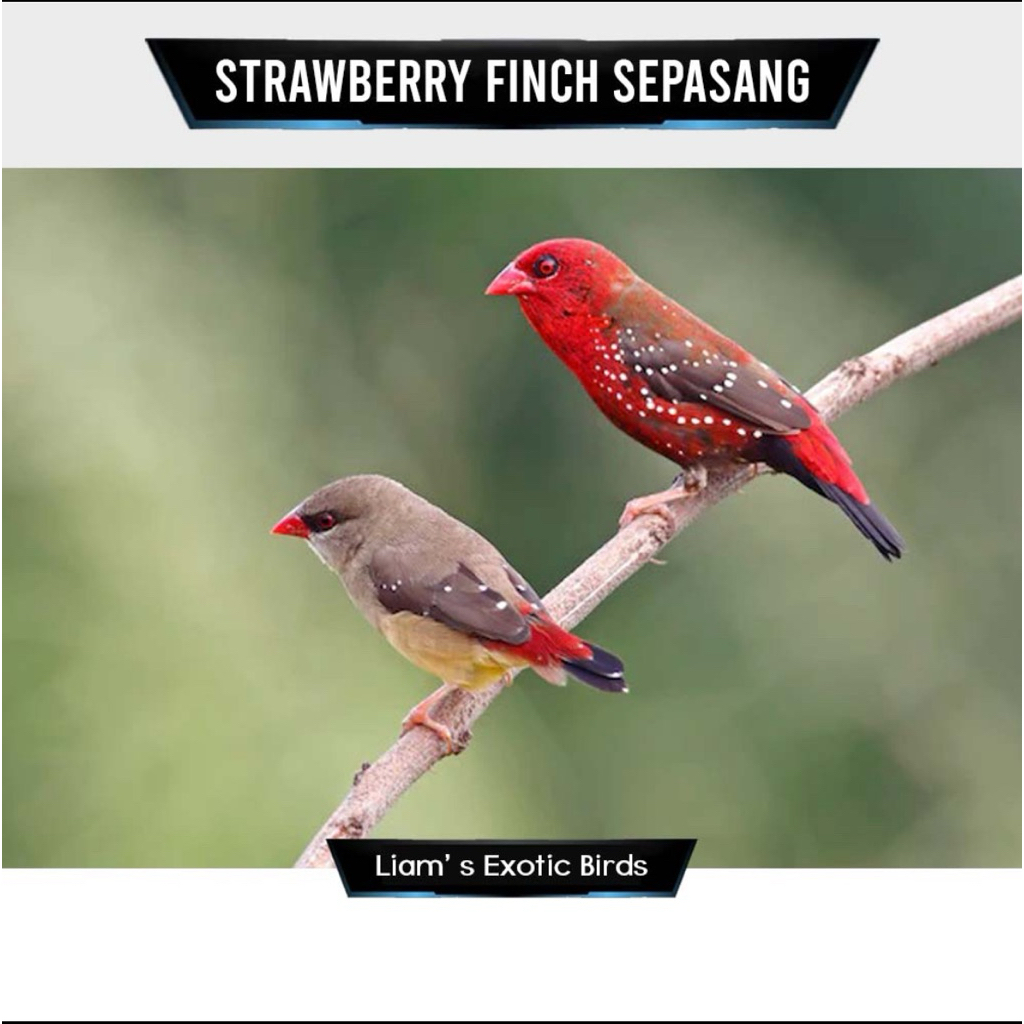 Strawbery Finch Sepasang