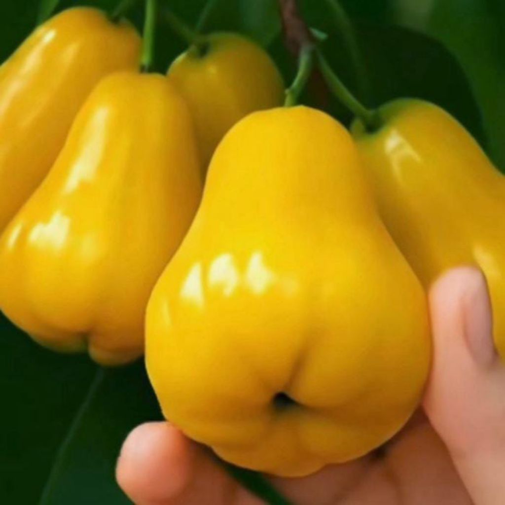 Bibit jambu Air madu kuning Super Unggul