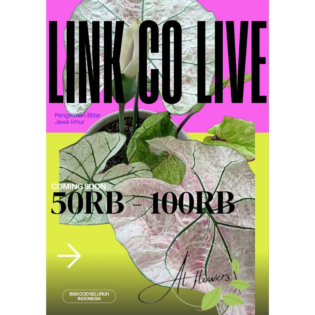 keladi/caladium hybrid ORI biji 50