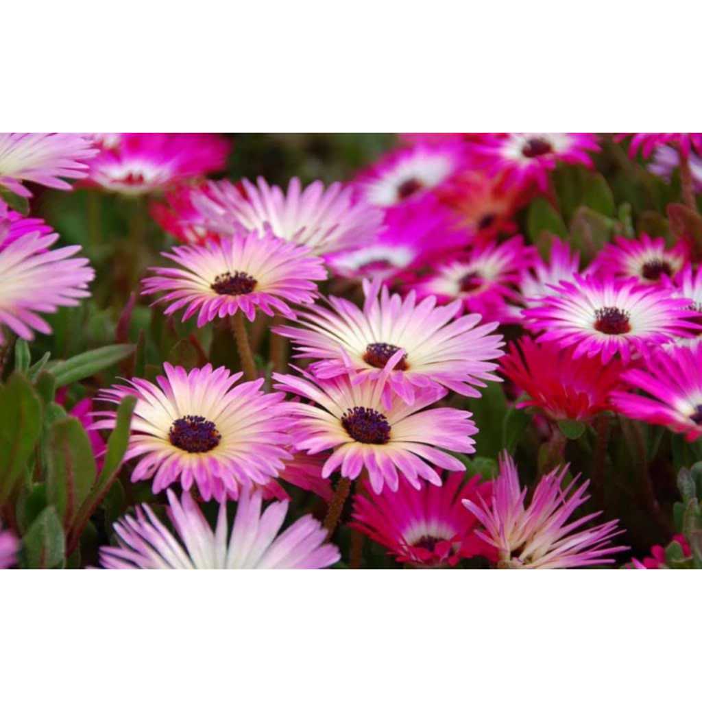 UNGGUL - Bibit Daisy Livingstone