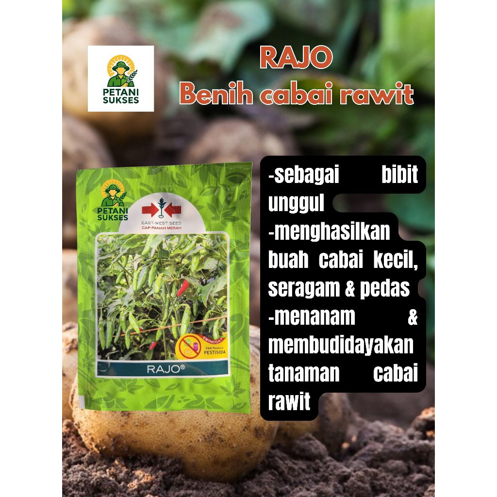 Rajo benih cabai rawit