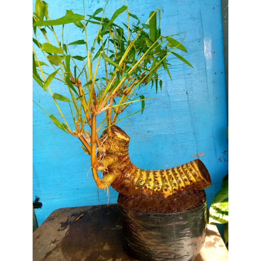 bahan bonsai bambu kuning fress / bibit bonggol bonsai bambu kuning unik