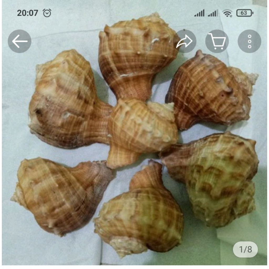 Cangkang Keong Rapana Cangkang keong Turbo /pcs