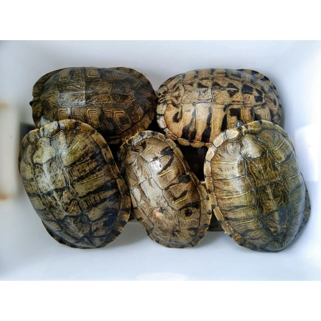 Mainan Anak Kura Kura Brazil Indukan Res Red Ear Slider Turtle Dewasa Jumbo Ukuran 20cm Sehat Hidup 